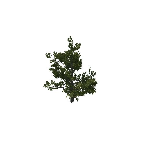 oak_1 fully procedural donotdelete